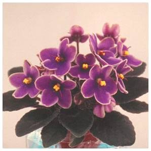 Фиалка сорта Литтл Азурит (Little Azurite)